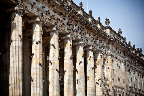 Τα δημόσια κτίρια της Κολομβίας γέμισαν μυρμήγκια!
