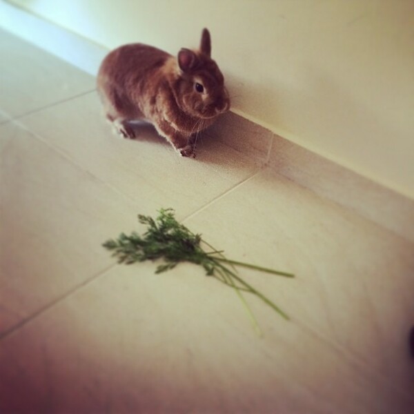 #LIFOPETS (34): Αυτά είναι τα κατοικίδιά μας