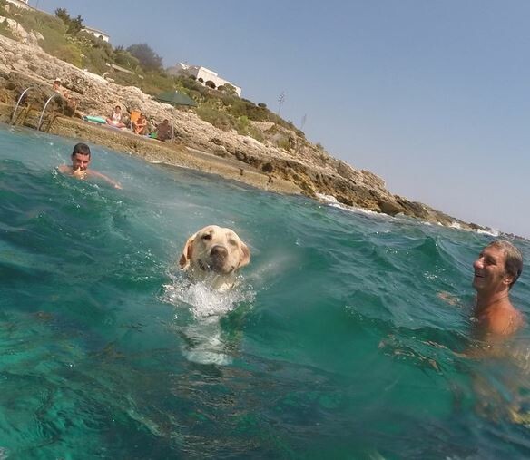 Walter: O πιο ευτυχισμένος σκύλος του καλοκαιριού τρέχει προς τη θάλασσα