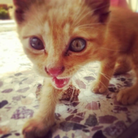 #LIFOPETS (53): Αυτά είναι τα κατοικίδιά μας