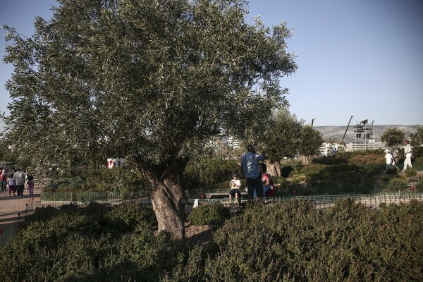 O Κασπάροφ στο νεο πάρκο της Αθήνας