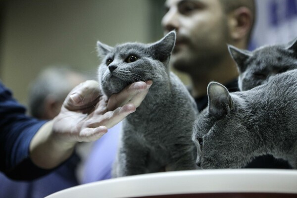 Απλά υπέροχες γάτες στην Διεθνή Έκθεση της Αθήνας