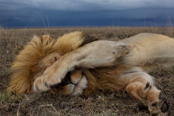 15 υπέροχες φωτογραφίες λιονταριών