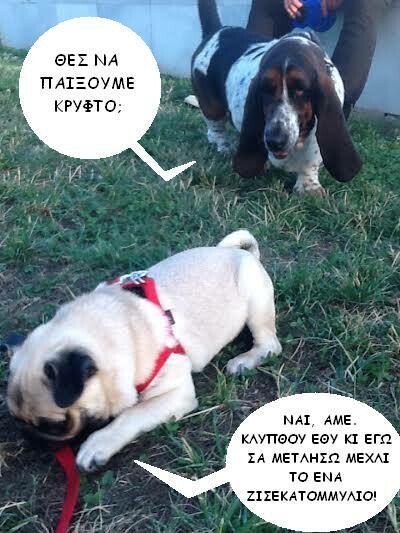 Αυτά είναι τα δύο πιο διάσημα pets του ελληνικού ίντερνετ
