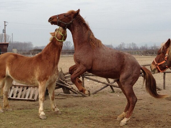 Στον Νέο Σκοπό Σερρών τα άλογα συναντούν τους ανθρώπους