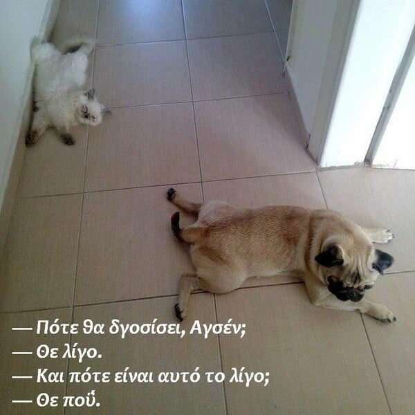 Αυτά είναι τα δύο πιο διάσημα pets του ελληνικού ίντερνετ