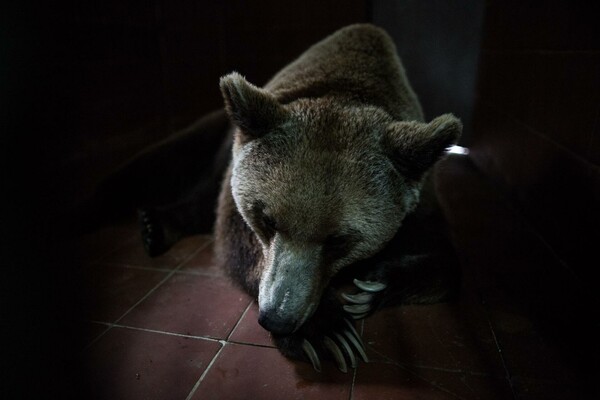 Οι αιχμάλωτες αρκούδες και λύκαινες της Θεσσαλονίκης ξεκινούν καινούργια ζωή σήμερα