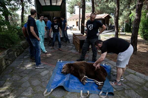 Οι αιχμάλωτες αρκούδες και λύκαινες της Θεσσαλονίκης ξεκινούν καινούργια ζωή σήμερα