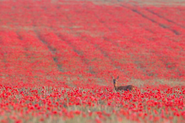 Οι βραβευμένες φωτογραφίες των British Wildlife Photography Awards 2015