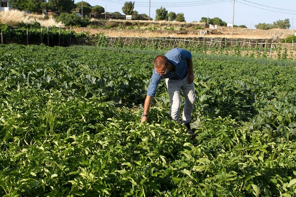 Aπό τη Βρετανία στη Σίφνο: Η γαστρονομική πορεία ενός νεαρού σεφ