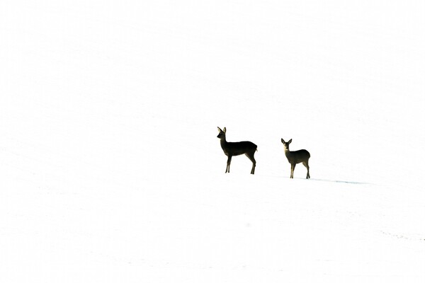 Οι βραβευμένες φωτογραφίες των British Wildlife Photography Awards 2015