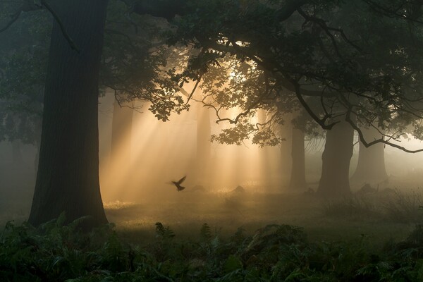 Οι βραβευμένες φωτογραφίες των British Wildlife Photography Awards 2015