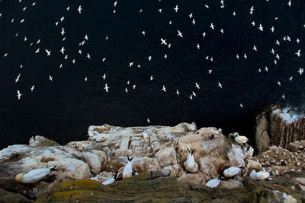 Οι βραβευμένες φωτογραφίες των British Wildlife Photography Awards 2015