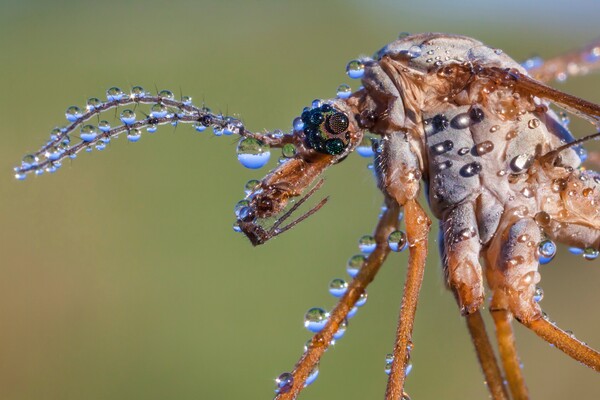 Οι βραβευμένες φωτογραφίες των British Wildlife Photography Awards 2015