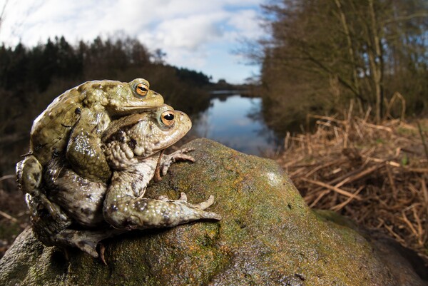 Οι βραβευμένες φωτογραφίες των British Wildlife Photography Awards 2015