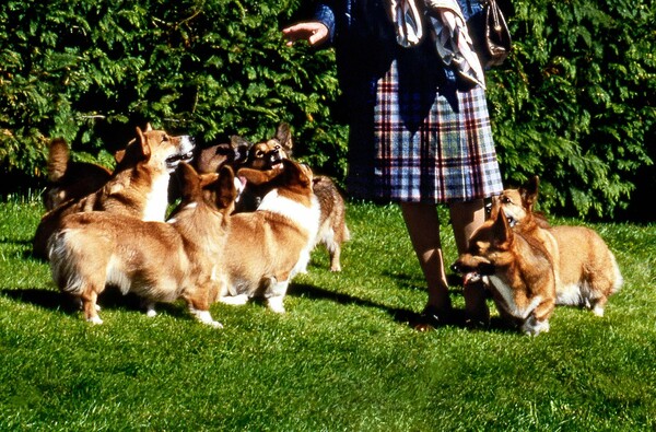 Η Βασίλισσα Ελισάβετ και τα Corgis της