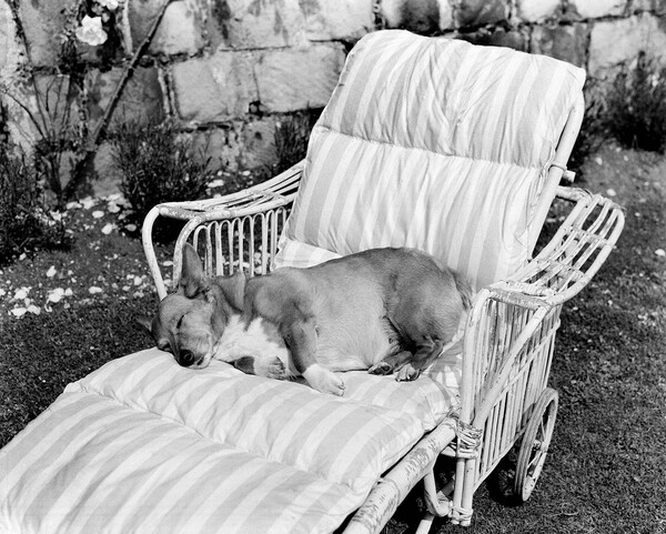 Η Βασίλισσα Ελισάβετ και τα Corgis της