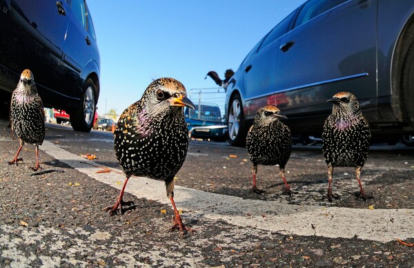 Οι βραβευμένες φωτογραφίες των British Wildlife Photography Awards 2015