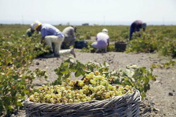 10 οινοποιοί απ' όλη την Ελλάδα στέλνουν χαιρετισμούς από τον τρύγο