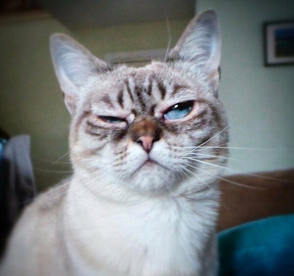 Ποια Grumpy Cat; Κάντε χώρο για τη Sauerkraut!