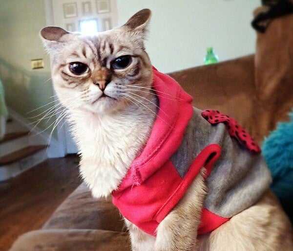 Ποια Grumpy Cat; Κάντε χώρο για τη Sauerkraut!