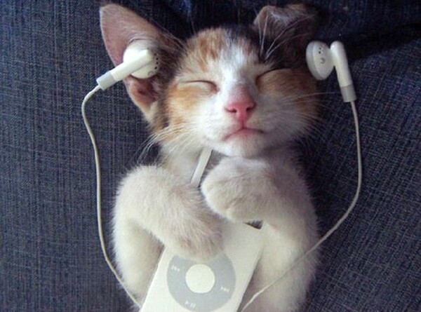 H τέλεια μουσική για γάτες