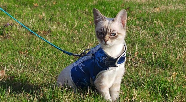 Ποια Grumpy Cat; Κάντε χώρο για τη Sauerkraut!
