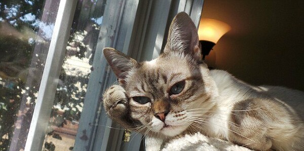 Ποια Grumpy Cat; Κάντε χώρο για τη Sauerkraut!
