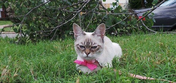 Ποια Grumpy Cat; Κάντε χώρο για τη Sauerkraut!