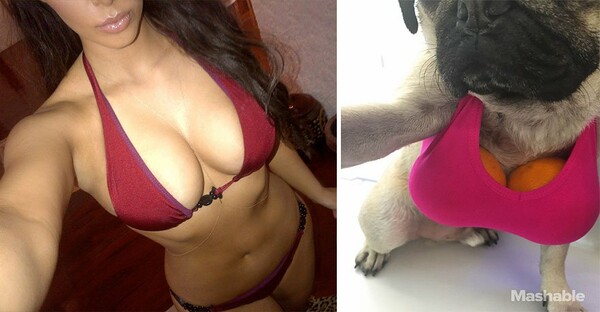 To pug που ξέρει πως να βγάζει selfies σαν τη Kim Kardashian