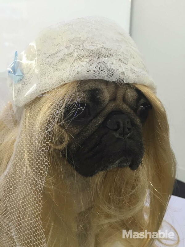 To pug που ξέρει πως να βγάζει selfies σαν τη Kim Kardashian