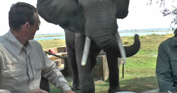 Ελέφαντας καταστρέφει το γεύμα ξέγνοιαστων τουριστών σε ένα εθνικό πάρκο της Αφρικής