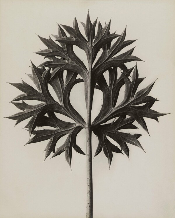 Ο τεράστιος φωτογράφος Karl Blossfeldt, που λίγοι αγαπούν και ξέρουν