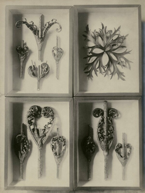 Ο τεράστιος φωτογράφος Karl Blossfeldt, που λίγοι αγαπούν και ξέρουν