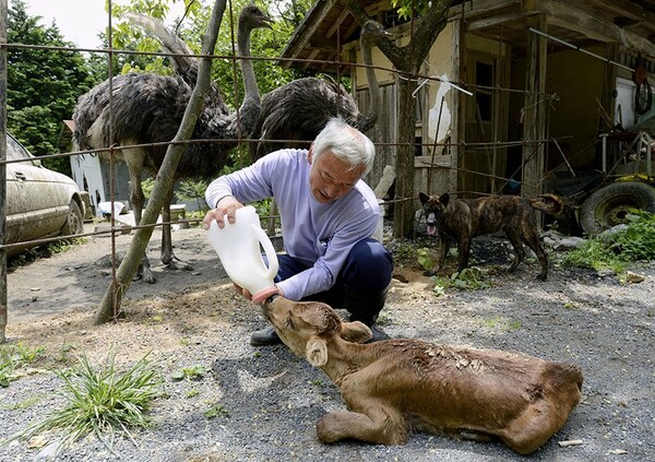 Τι απέγιναν τα ζώα της Φουκουσίμα;