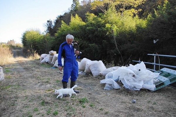 Τι απέγιναν τα ζώα της Φουκουσίμα;