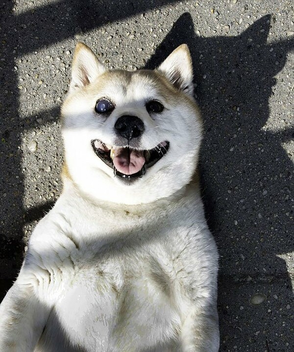 Μια σκυλίτσα που χαμογελάει συνέχεια γίνεται viral