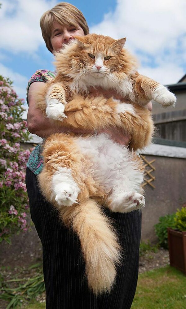Πραγματικά τεράστιες γάτες