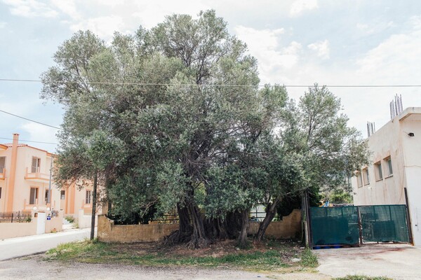 Η «Ελιά της Όρσας»: Ένα δέντρο 2500 ετών στη Σαλαμίνα