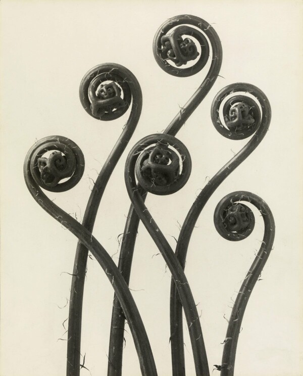 Ο τεράστιος φωτογράφος Karl Blossfeldt, που λίγοι αγαπούν και ξέρουν