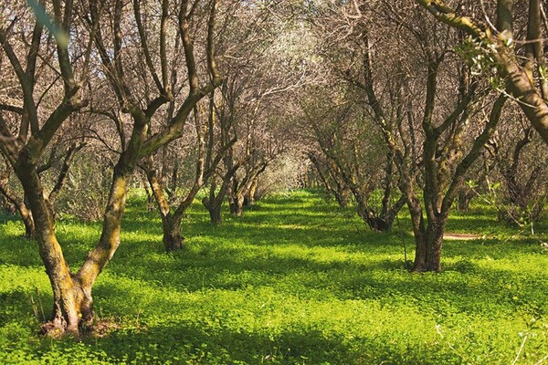 Σε αυτά τα κτήματα θα μάθεις πώς να καλλιεργείς την τροφή σου!