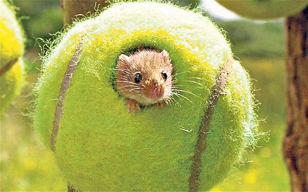Πώς τα χιλιάδες άχρηστα μπαλάκια τένις του Γουίμπλεντον γίνονται σπίτι για τα ποντίκια των αγρών