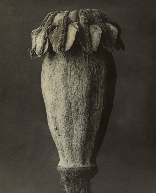 Ο τεράστιος φωτογράφος Karl Blossfeldt, που λίγοι αγαπούν και ξέρουν