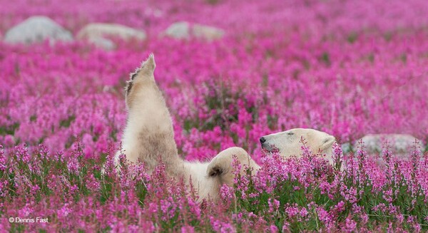 Ένας φωτογράφος απαθανατίζει δύο πολικές αρκούδες να παίζουν σε ανθισμένο λιβάδι