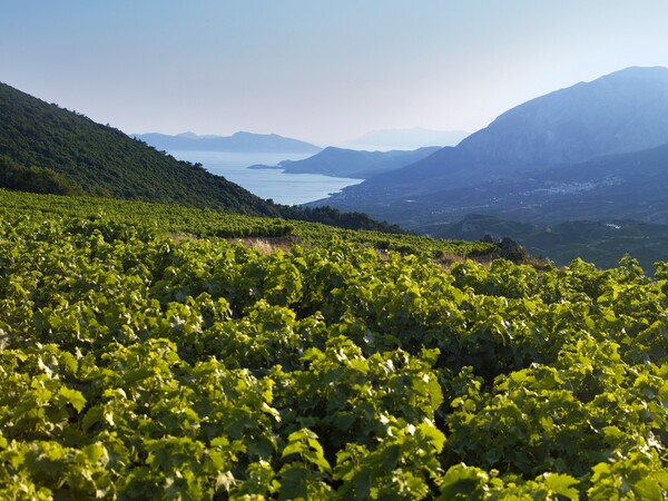 Μέσα στην ιστορική ποτοποιία METAXA