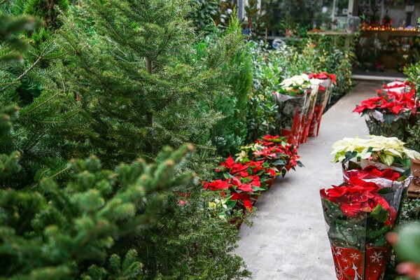 Green Art: Τα Χριστούγεννα «κάνουν στάση» στην αυλή του