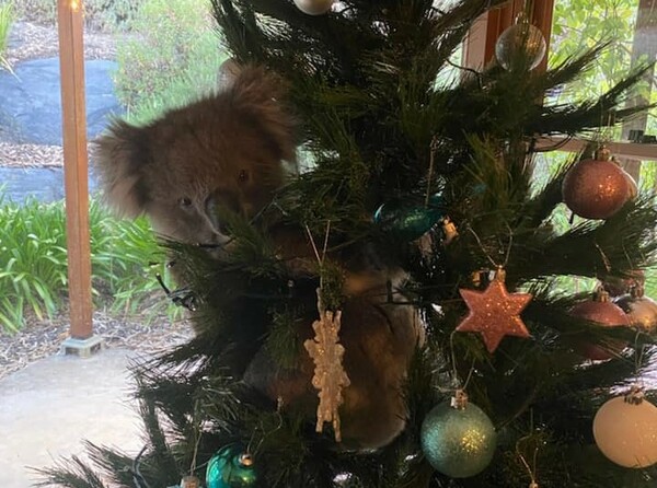 Βίντεο: Γύρισαν στο σπίτι και βρήκαν ένα κοάλα πάνω στο χριστουγεννιάτικο δέντρο