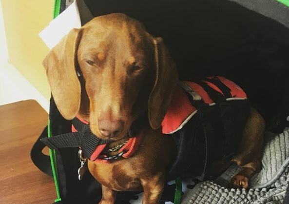 Σκύλος ταξίδεψε 10.000 μίλια για να επανενωθεί με τους ιδιοκτήτες του - Είχε αποκλειστεί λόγω κορωνοϊού [ΒΙΝΤΕΟ]