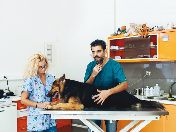 Ο κτηνίατρος: όλες οι χρήσιμες συμβουλές 