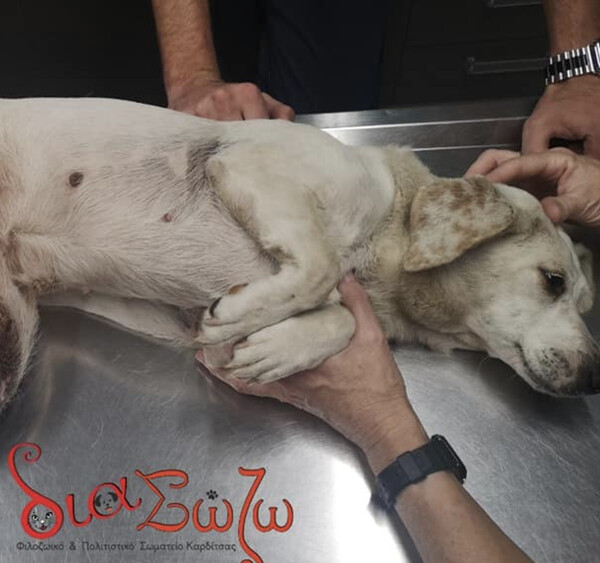 Έκκληση για σκύλο που βρέθηκε με τεράστιο όγκο - Τον διέσωσαν στην Καρδίτσα
